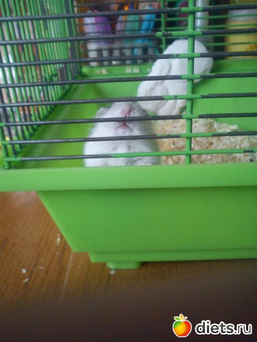 �����., ������: ������