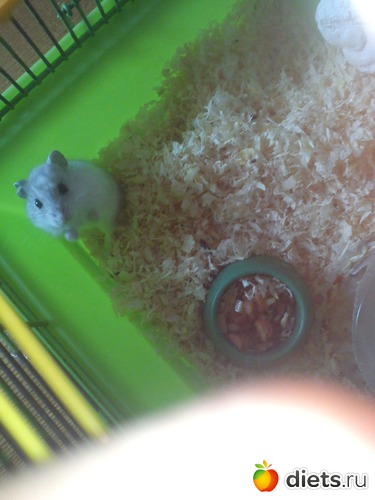 �����., ������: ������