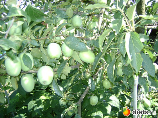 Яблоня, альбом: Сад и огород