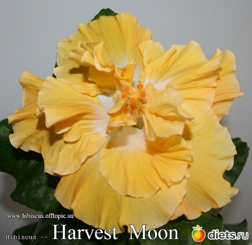 049 - Harvest Moon, : My Gibiskus Gallery - 2O13