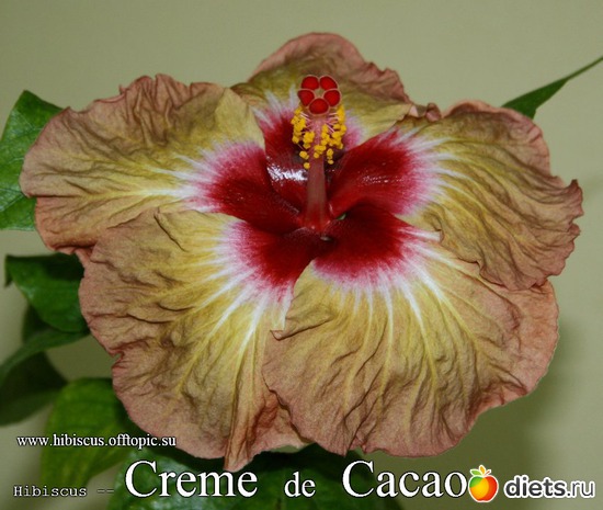 050 - Creme de Cacao, : My Gibiskus Gallery - 2O13
