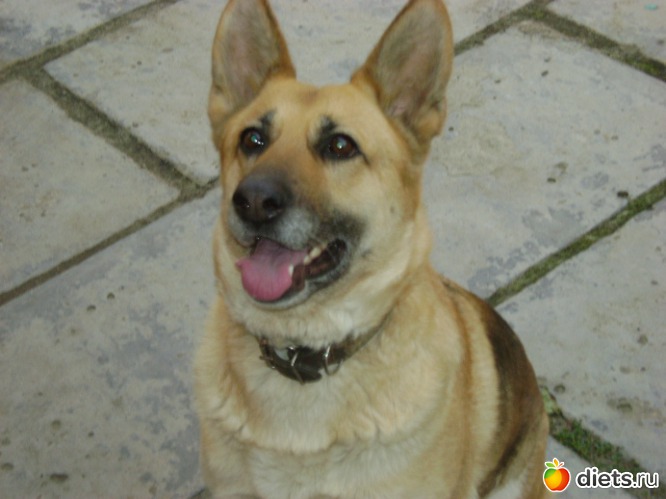 Ах как вкусно! Дай и мне кусочек!, альбом: Домашние животные