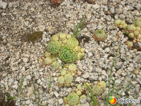 5 ����: ����� "�����������"