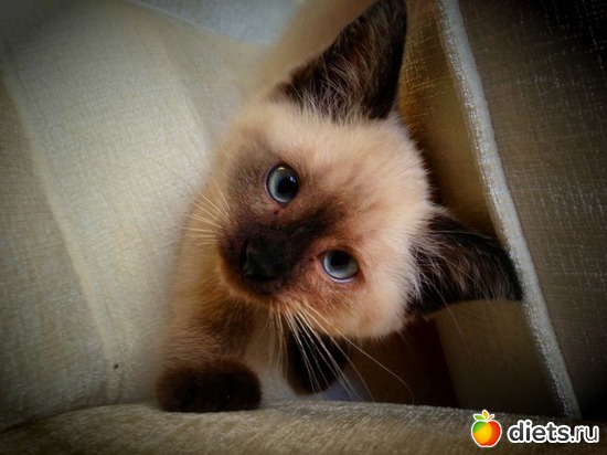 1 фото: СОНЯ :-)