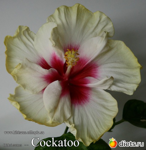 052 - Cockatoo, : My Gibiskus Gallery - 2O13