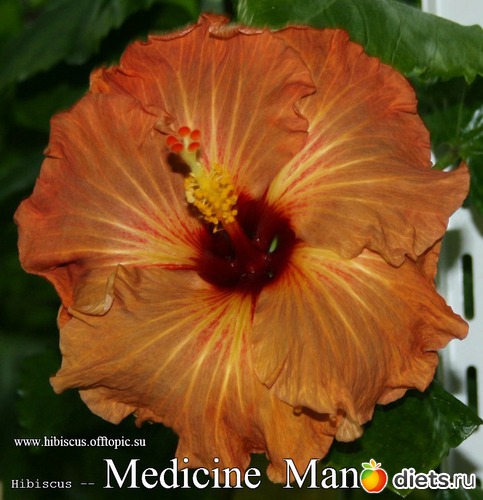 054 - Medicine Man, альбом: My Gibiskus Gallery - 2O13