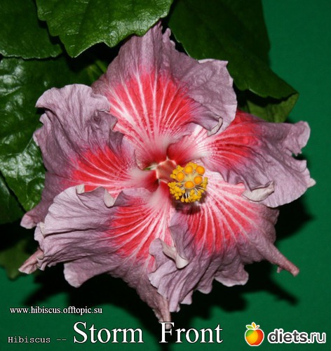 055 - Storm Front, : My Gibiskus Gallery - 2O13