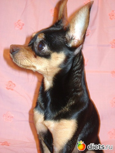 2 фото: Мой Рамзес