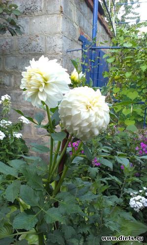 5 ����: ������� ��������������� ����