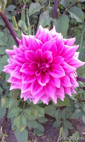 7 ����: ������� ��������������� ����