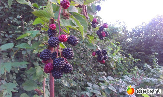 8 ����: ������� ��������������� ����