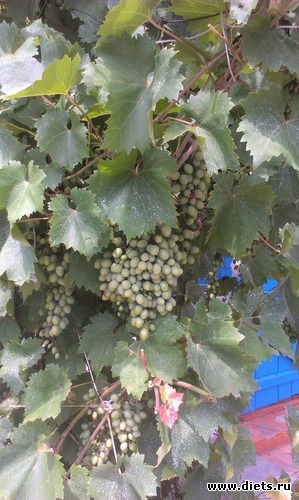 ������ ��� ������� ��������, ��� �������, "� �����", ������: ������� ��������������� ����