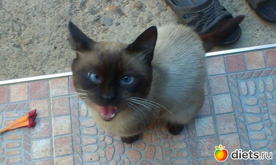 ��� ����, ������: ������� ��������������� ����