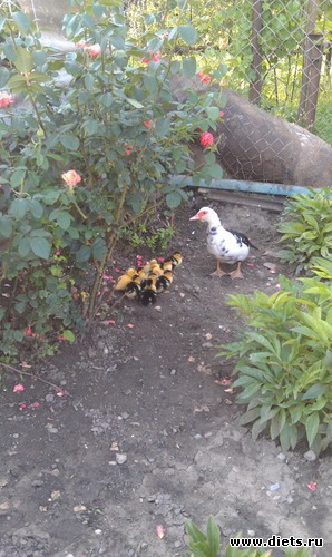 24 ����: ������� ��������������� ����