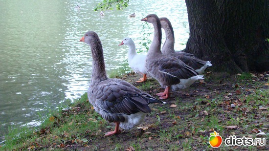 33 ����: ������� � ������ ,������ 2013