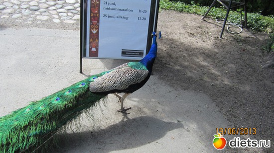 16 ����: ����� ����������� 2013