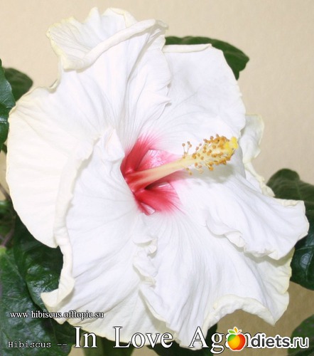 056 - In Love Again, : My Gibiskus Gallery - 2O13