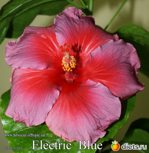 057 - Electric Blue, альбом: My Gibiskus Gallery - 2O13