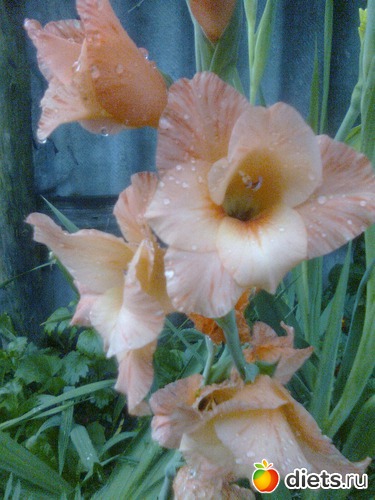 Глодиолус, альбом: Цветы в огороде