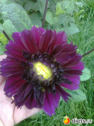 Георгин, альбом: Цветы в огороде