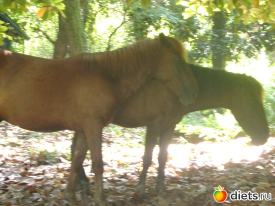 ������, ������: ������� 2013