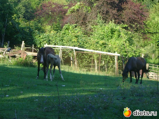 ������ 4, ������: ������� 2013