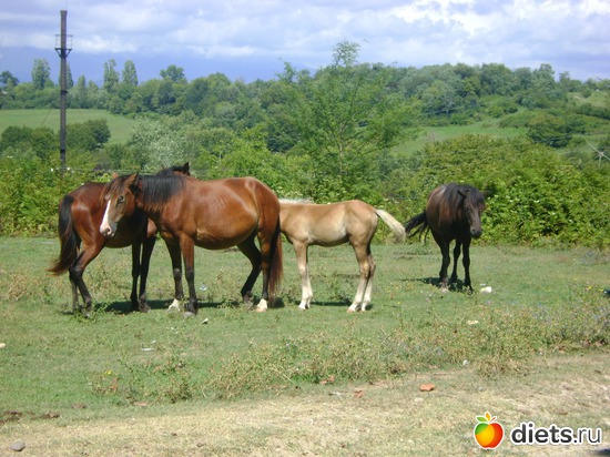 ������....., ������: ������� 2013