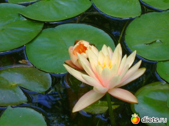 �����, ������: ������� 2013