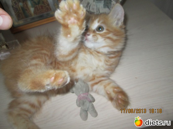 3 фото: Мое рыжее чудо!