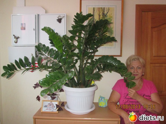 Замиокулькус, альбом: Мои зеленые друзья!