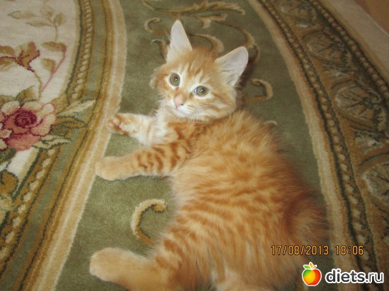 1 фото: Мое рыжее чудо!