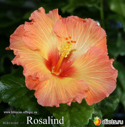 058 - Rosalind, : My Gibiskus Gallery - 2O13