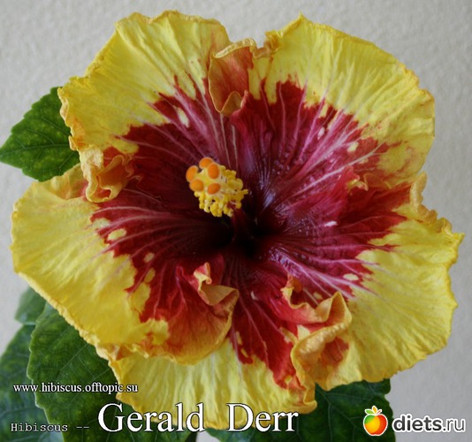 059 - Gerald Derr, : My Gibiskus Gallery - 2O13
