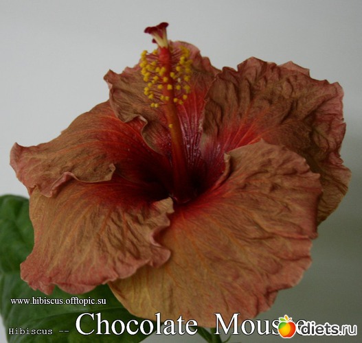 060 - Chocolate Mousse, альбом: My Gibiskus Gallery - 2O13