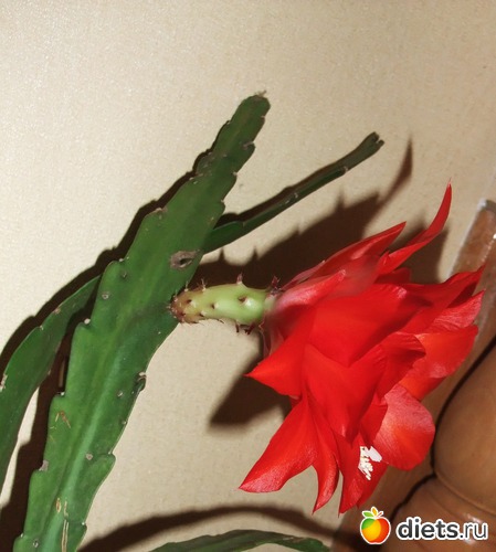 2 ����: ����� �� �����