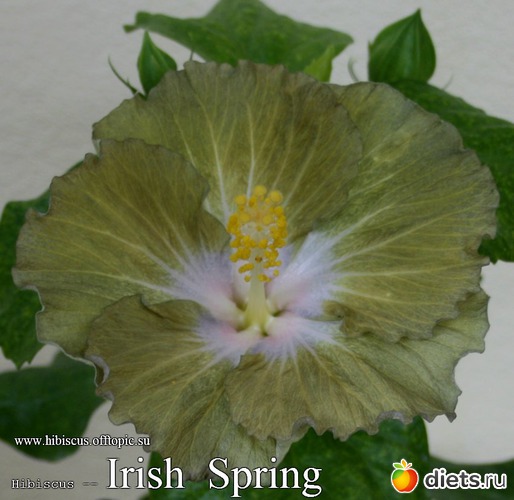 061 - Irish Spring, : My Gibiskus Gallery - 2O13