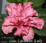 062 - Exotic Lavender Lady