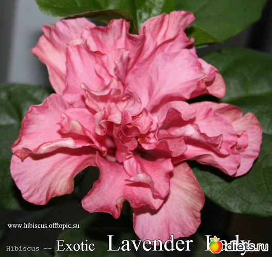 062 - Exotic Lavender Lady, : My Gibiskus Gallery - 2O13