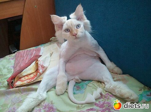 ПРО ЖИВОТНЫХ