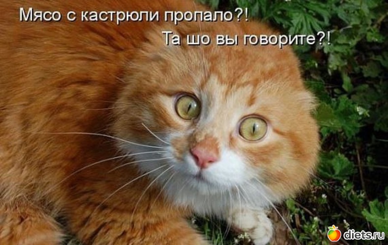 36 фото: ПРО ЖИВОТНЫХ