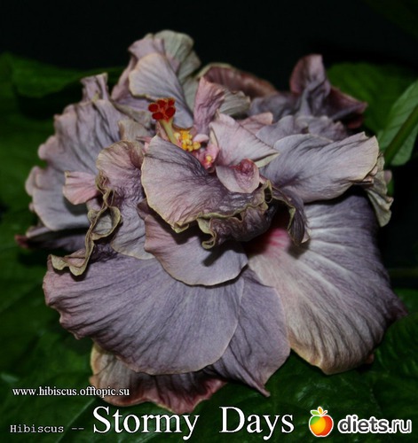 065 - Stormy Days, : My Gibiskus Gallery - 2O13