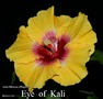 066 - Eye of Kali