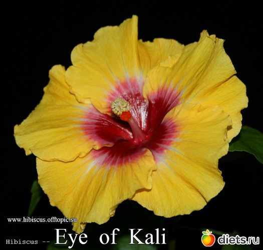 066 - Eye of Kali, : My Gibiskus Gallery - 2O13