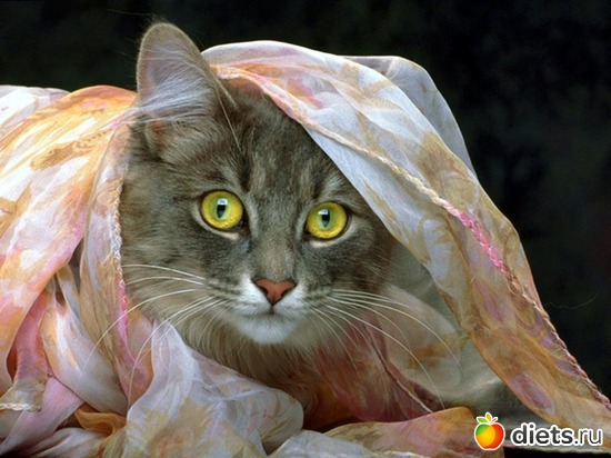 2 ����: ������