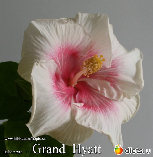 063 - Grand Hyatt, : My Gibiskus Gallery - 2O13