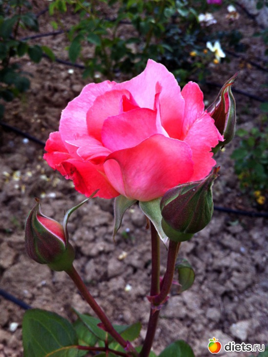 78 фото: Красота всякая