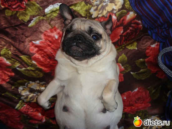 1 ����: ��� �������