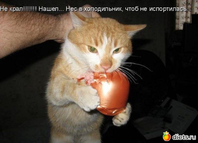 40 фото: ПРО ЖИВОТНЫХ