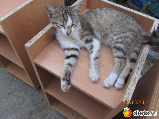 99 фото: кошки