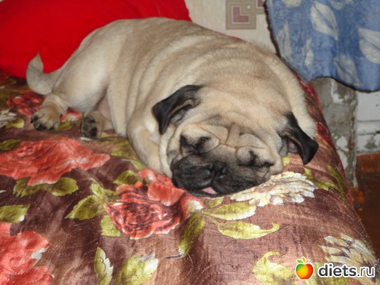 2 ����: ��� �������